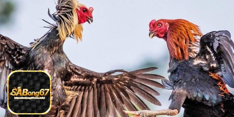 Sabong67 - Đá Gà Trực Tuyến Đam Mê Và Cơ Hội Kinh Doanh 3 Kinh nghiệm cá cược luôn chiến thắng tại Sabong67