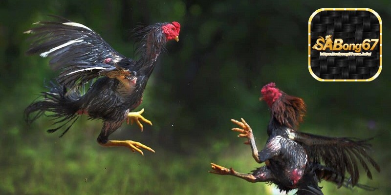 Sabong67 - Đá Gà Trực Tuyến Đam Mê Và Cơ Hội Kinh Doanh 1 Sabong67 - Tổng quan sự ra đời của nhà cái