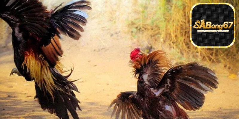 Sabong67 - Đá Gà Trực Tuyến Đam Mê Và Cơ Hội Kinh Doanh 2 Sự phát triển của Sabong67