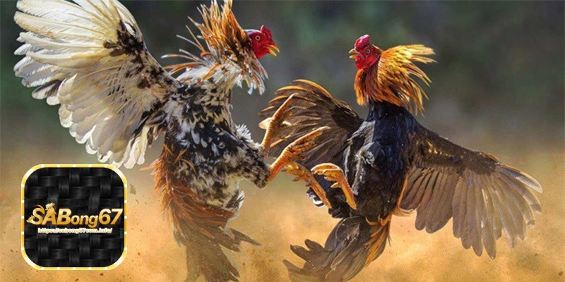 Sabong67 - Đá Gà Trực Tuyến Đam Mê Và Cơ Hội Kinh Doanh 4 Xây dựng thương hiệu cá nhân trong thế giới đá gà